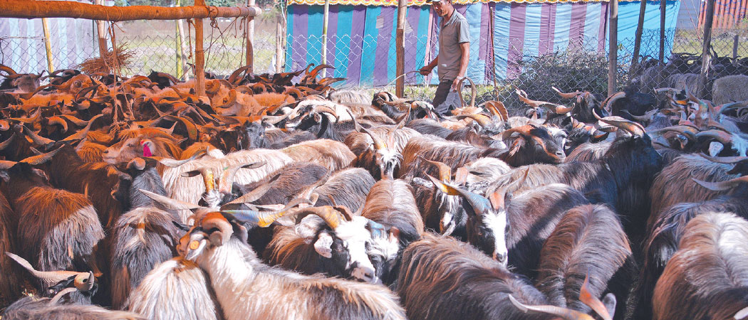 काठमाडौँमा एक अर्बका खसी र च्याङ्ग्रा बिक्री